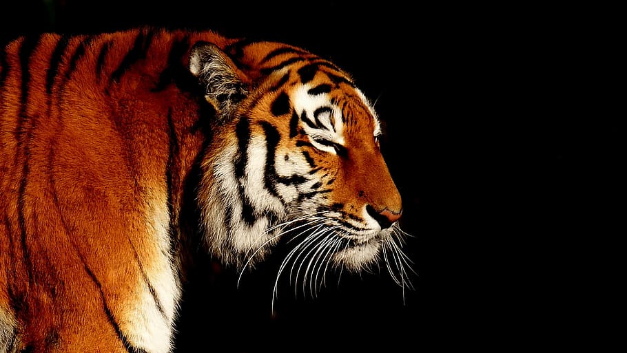 photo of tiger, cat, predator, wildcat, dangerous, big cat HD wallpaper
