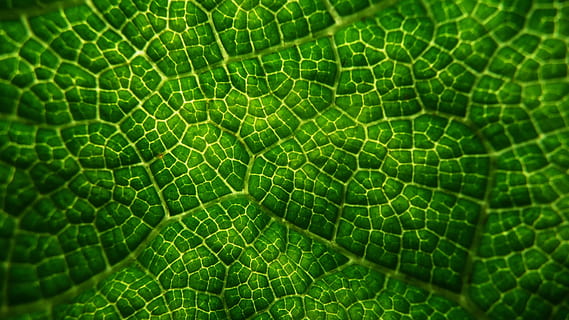 close-up photography of green leaf, Leafy, Patterns, Greens HD wallpaper