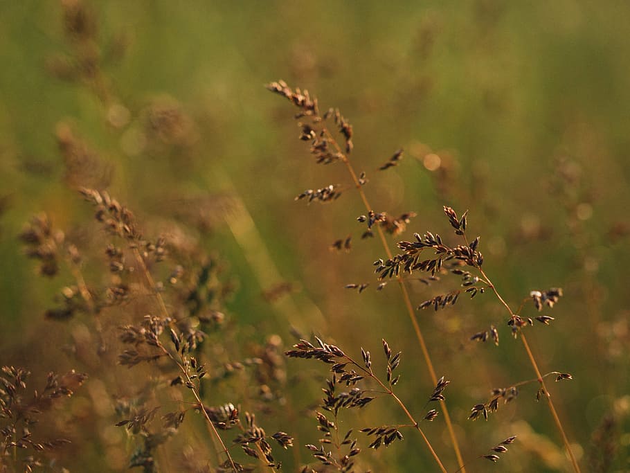blur, close-up, daylight, field, focus, grass, growth, invertebrate HD wallpaper