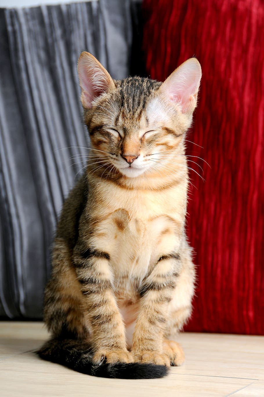 brown tabby cat closing it eyes, pet, sat, doze, domestic, pets HD wallpaper