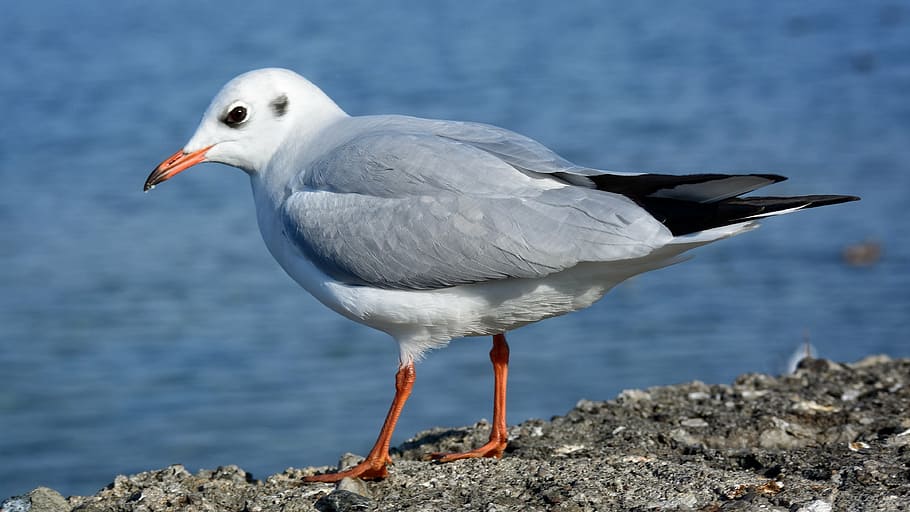 gull, butterwort, individually, close, water bird, animal world HD wallpaper