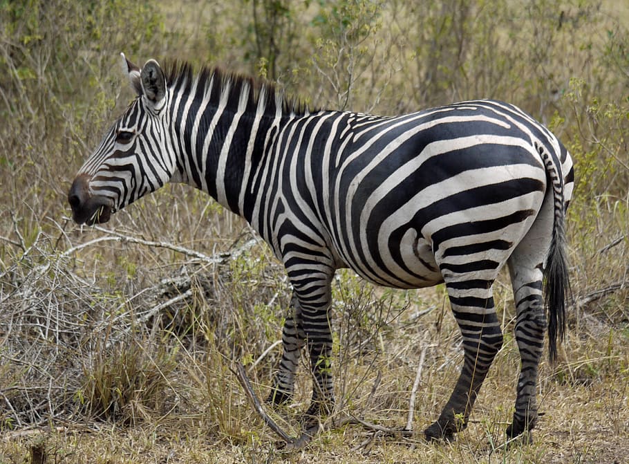 zebra, africa, uganda, stripes, wild animal, wildlife, safari, HD wallpaper