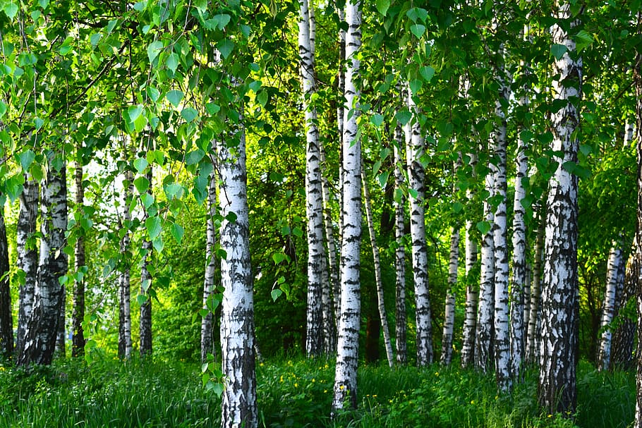 trees surrounded with vines, birch, grove, forest, spring, greens HD wallpaper