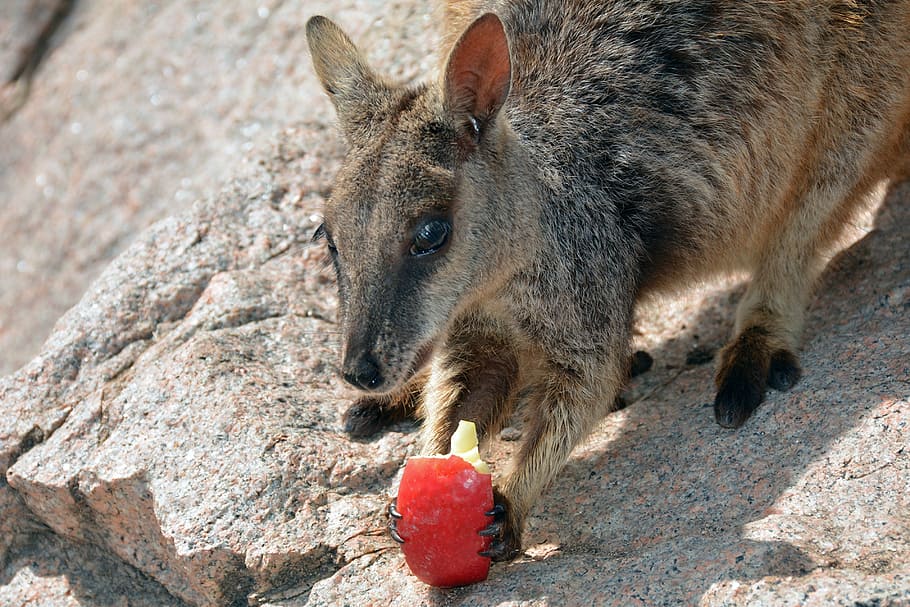 The Ring-Tailed Rock-Wallaby can grow to nearly its full size. :  r/notinteresting