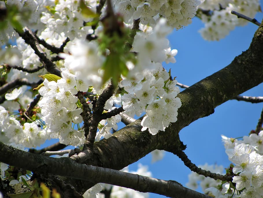 Tree, Blossom, Blossoms, Spring, Nature, white, branch, no people HD wallpaper