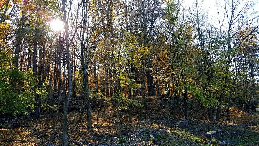 Forest, Nature, Trees, Leaves, autumn, sun, sunny, autumn forest HD wallpaper