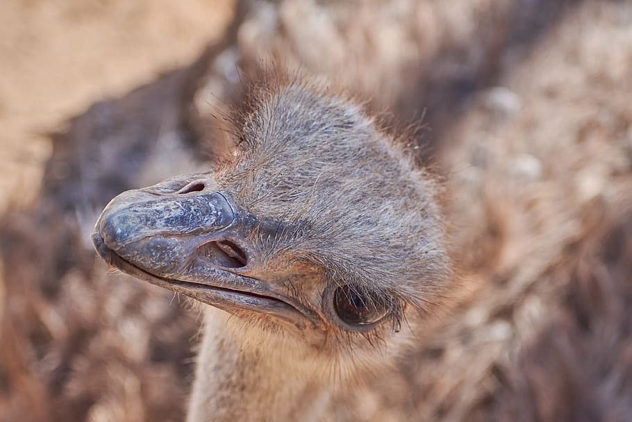 strauss, bird, runners, bill, ostrich, animal, big bird, feather HD wallpaper