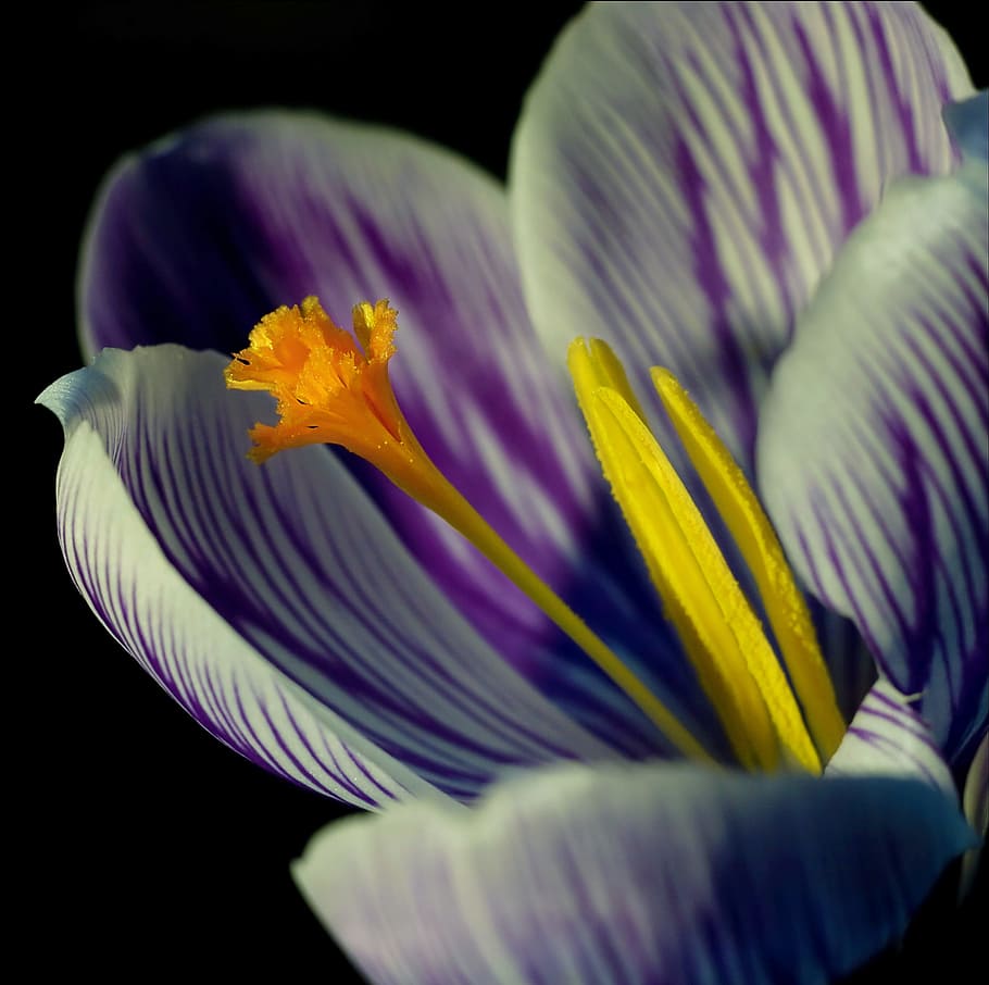 crocus, blossom, bloom, close, spring, purple, flower, frühlingsanfang HD wallpaper