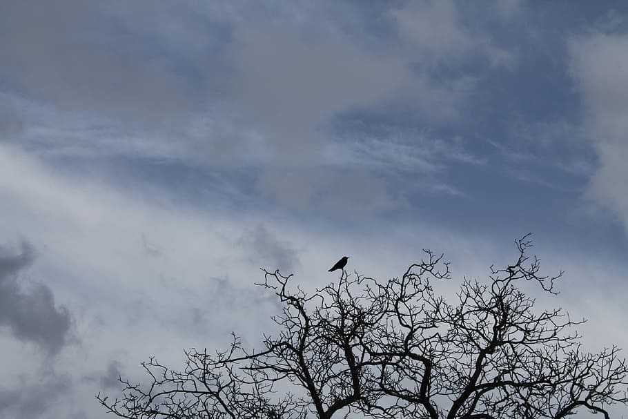 Bird, Tree, Winter, Kahl, sky, animals in the wild, one animal HD wallpaper