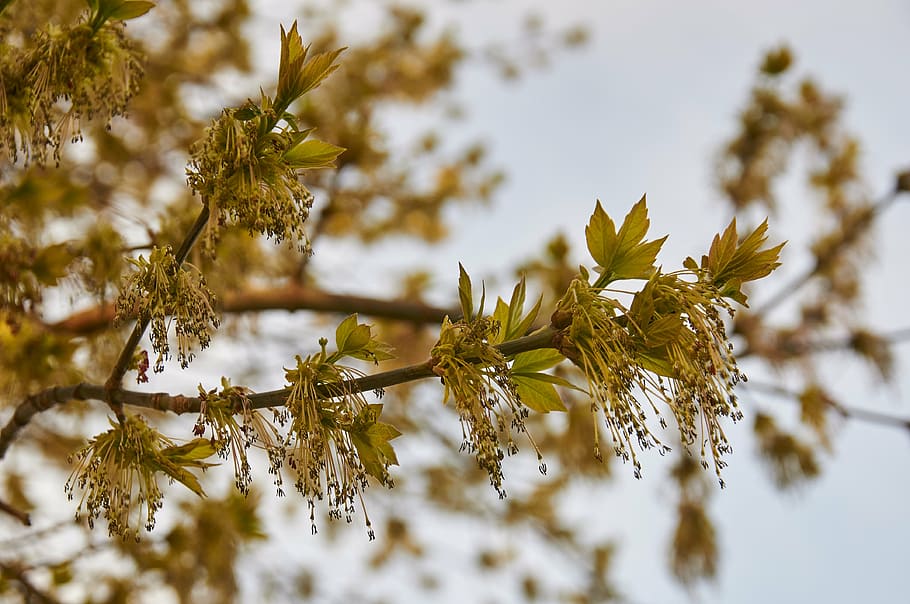 spring, tree, park, trees, nature, plant, no people, beauty in nature HD wallpaper