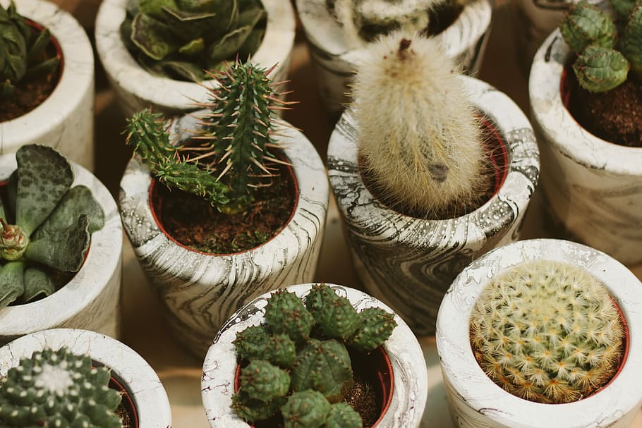 assorted cactus lot, green cacti, succulent, pot, planter, food and drink HD wallpaper