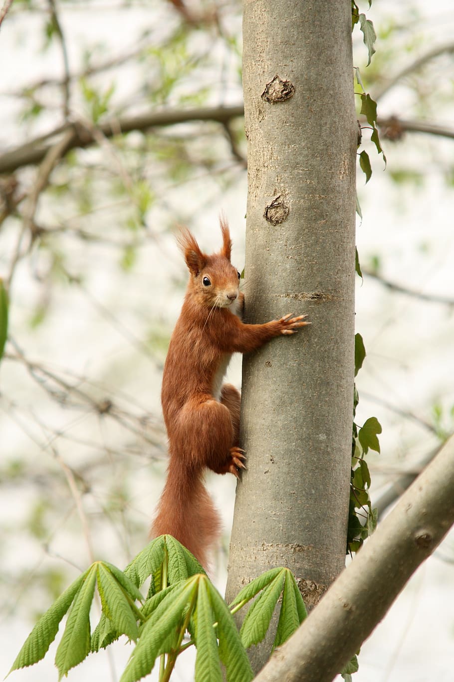 Nature, Squirrel, Cute, Nager, Fur, animal, furry, croissant HD wallpaper