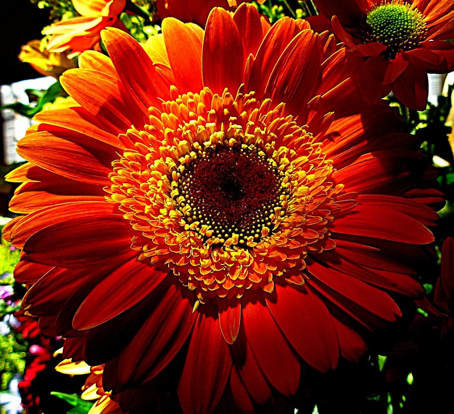orange flower, petal, spring, flowering plant, flower head HD wallpaper