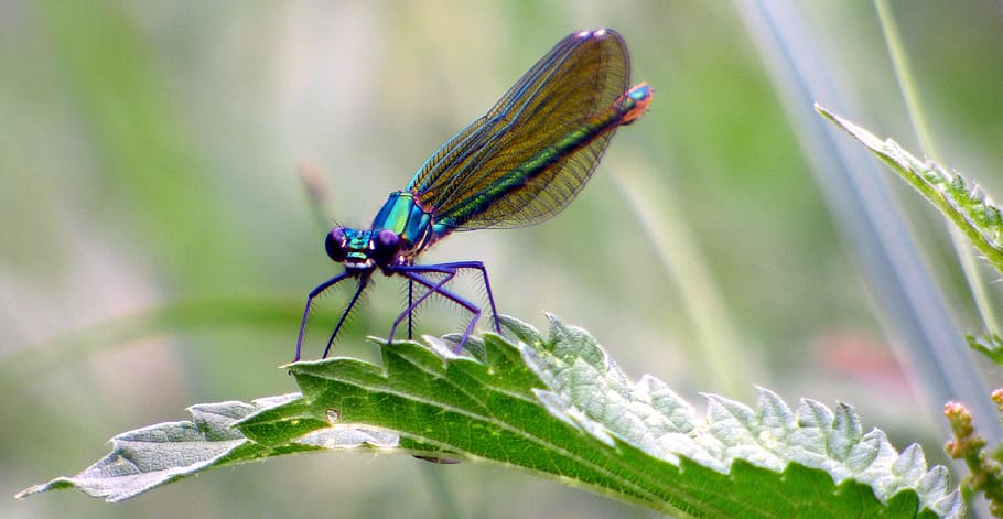 nature, insect, leaf, dragonfly, green, wings, animal themes HD wallpaper