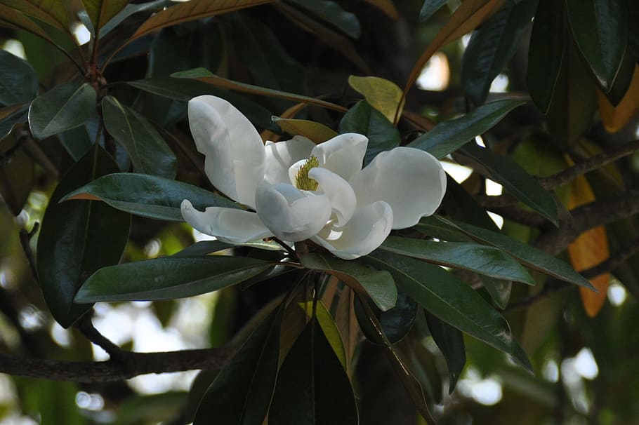 flower, tree, nature, blossom, bloom, close, plant, growth HD wallpaper