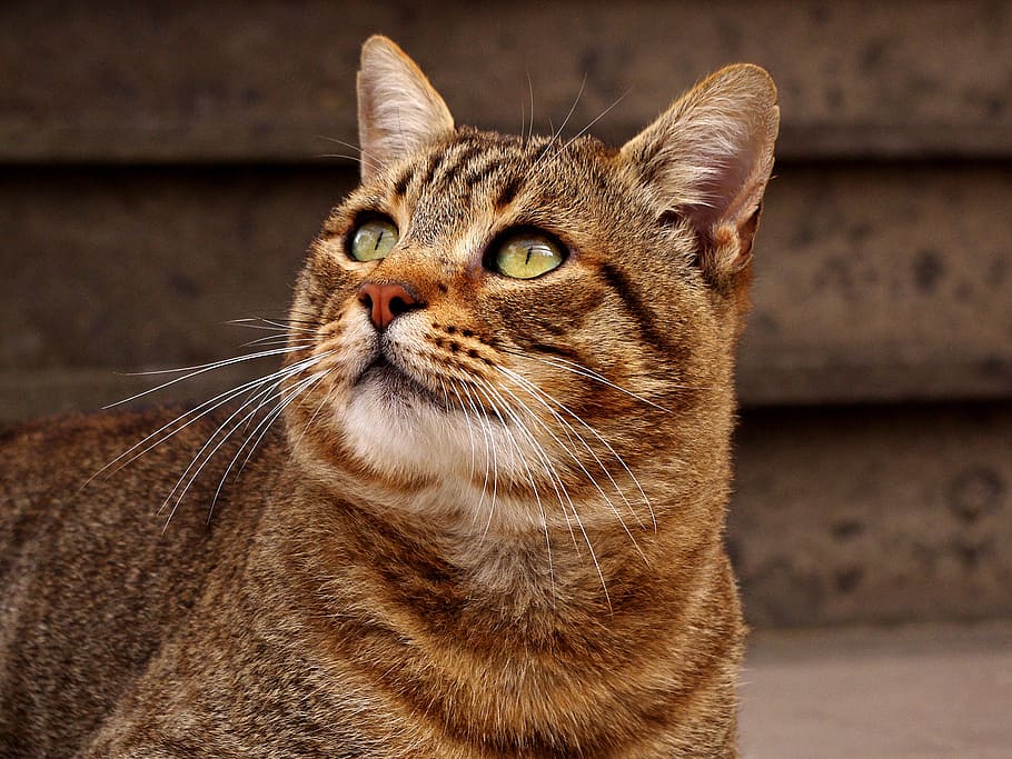 brown tabby cat facing up, cat european, gatto soriano, calico cat, HD wallpaper