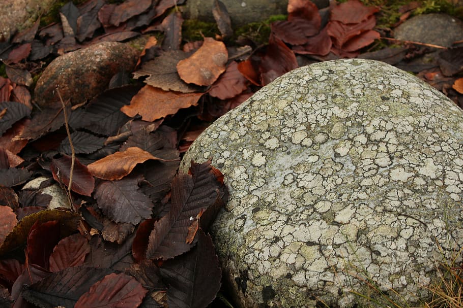stone, leaf, brown, orange, autumn, fallen leaves, nature, plant part HD wallpaper