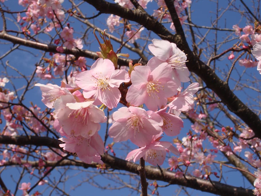 sakura, cherry, japan, flower, flowering plant, fragility, growth HD wallpaper