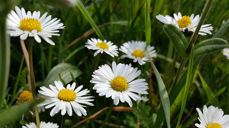 meadow, daisy, flowers, botany, nature, flower meadow, wildflowers HD wallpaper