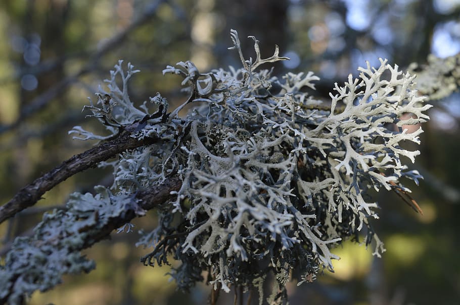 lichen, branch, spring, special, journal of wood-frame, pihljaja HD wallpaper