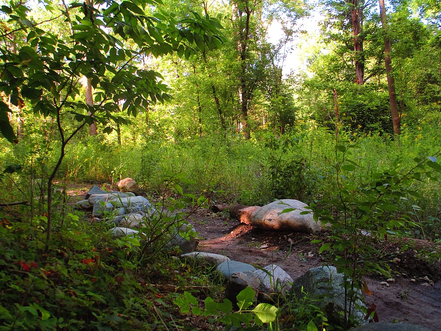 path, mud, forest, day, sun, yellow light, outdoor, summer HD wallpaper