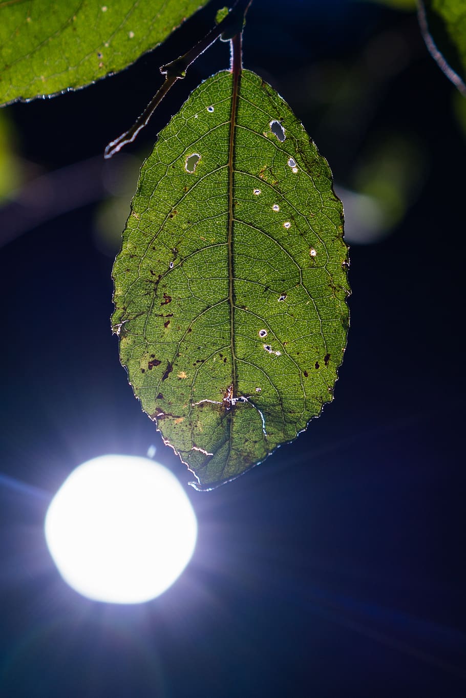 leaf, backlighting, contrast, light cone, plant, green color HD wallpaper