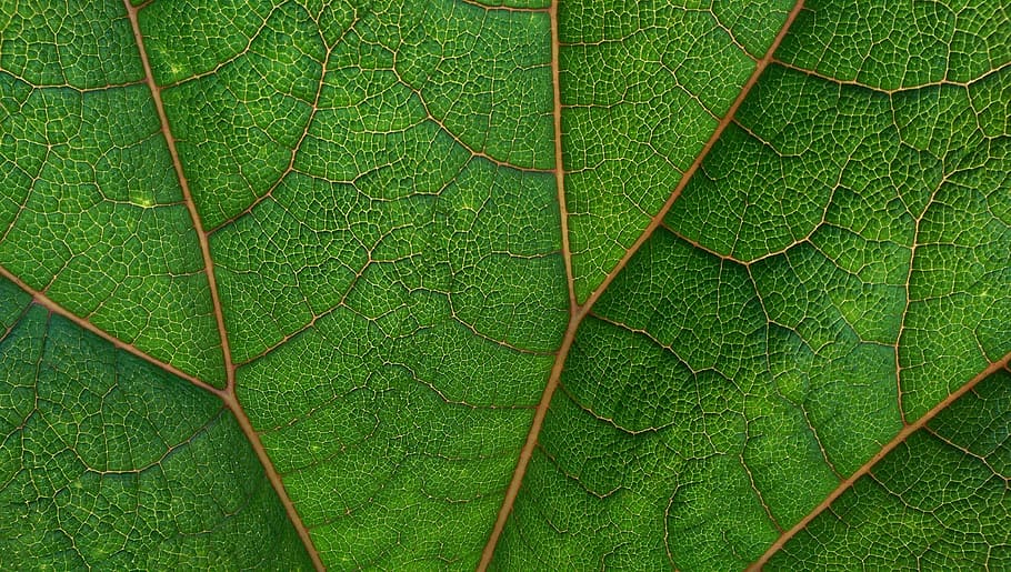 green leaf, green leaf plant, vein, macro, close up, green color HD wallpaper