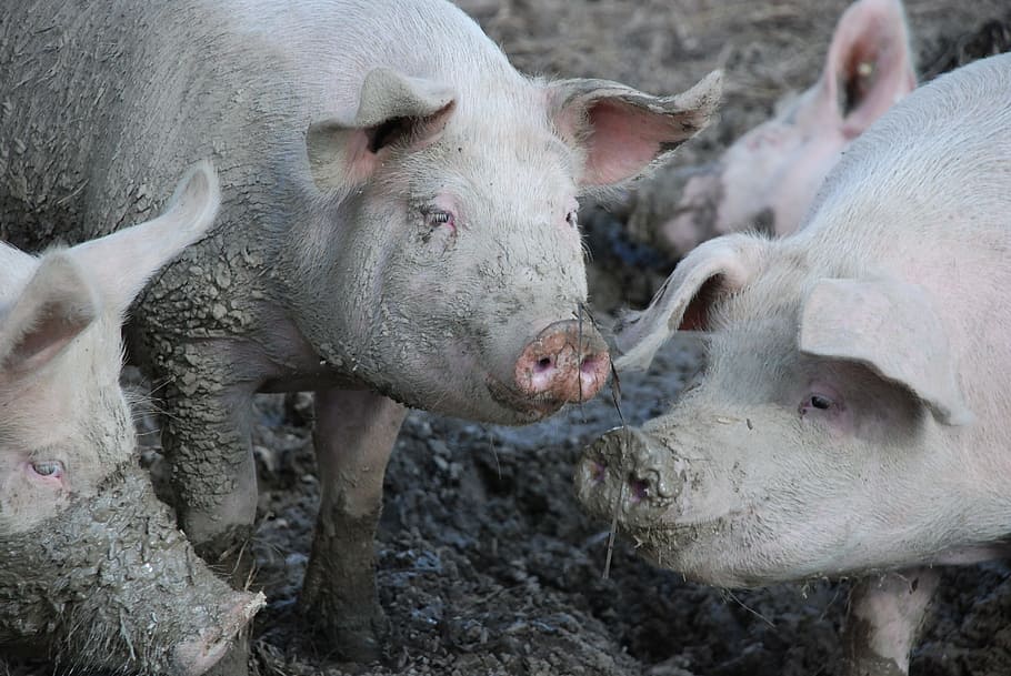 four pink pigs, swine, mud, dirt, wallow, mammal, happy, animals