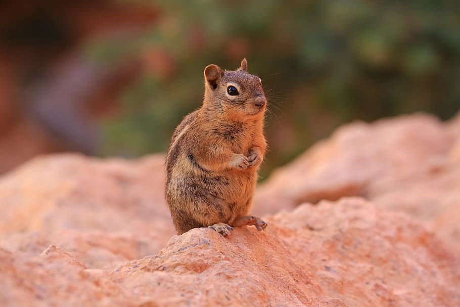 brown squirrel on brown ground, chipmunk, nature, wildlife HD wallpaper