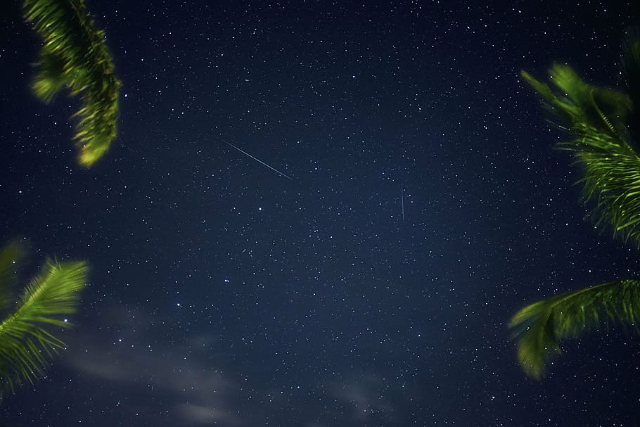 starry nights, dark, sky, blue, stars, leaf, tree, water, plant HD wallpaper