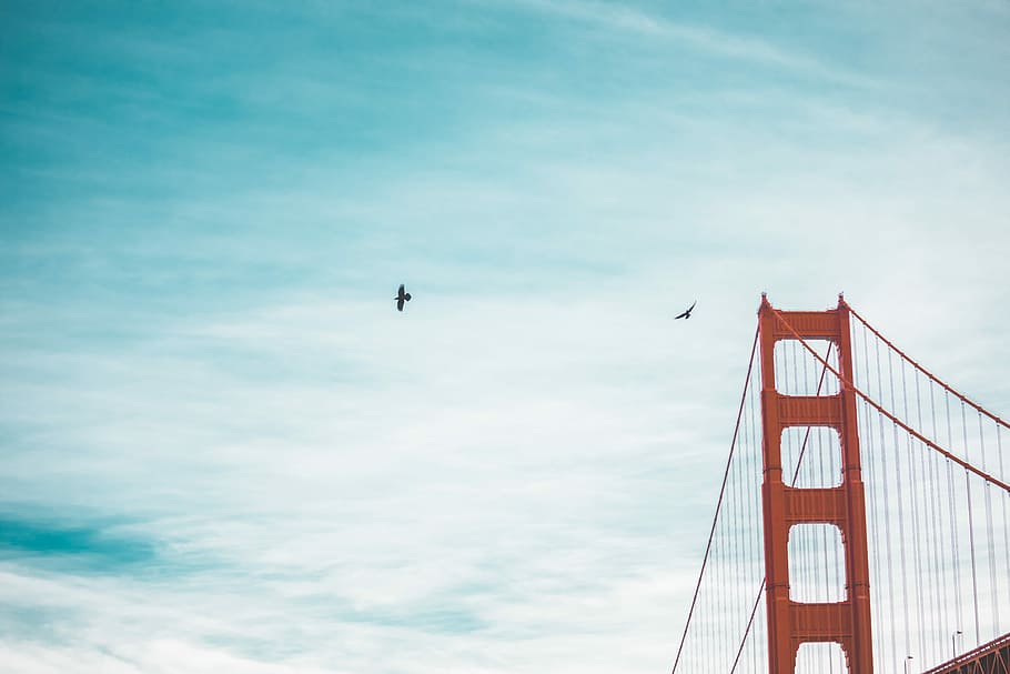 two bald eagles on flight near Golden Gate Bridge, sky, bird HD wallpaper