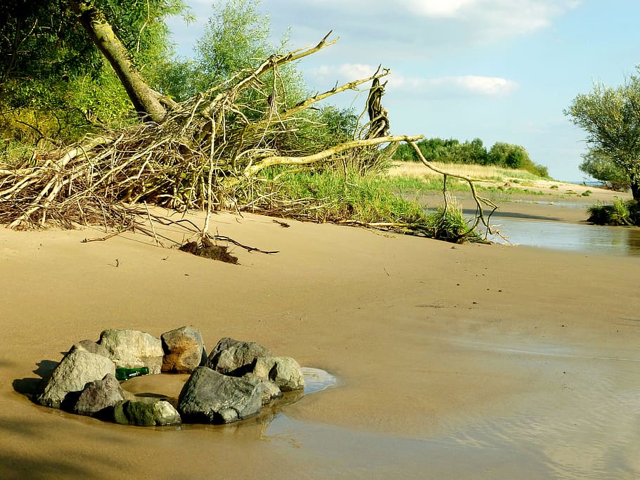 Tree Roots, Elbe, Bank, elbstrand same, walk on the beach, nature HD wallpaper