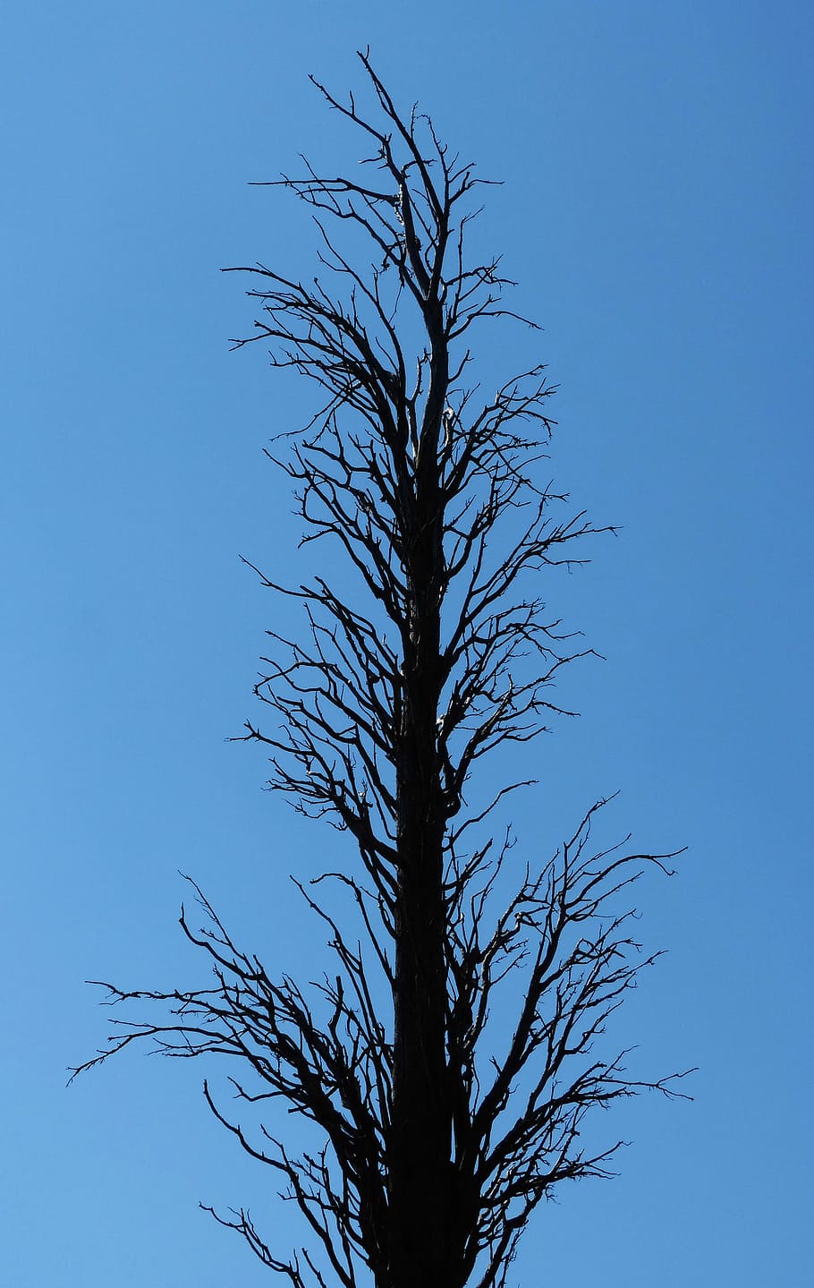 Dead Tree, Branches, Symbol, Metaphor, cypress, trunk, dry tree HD wallpaper
