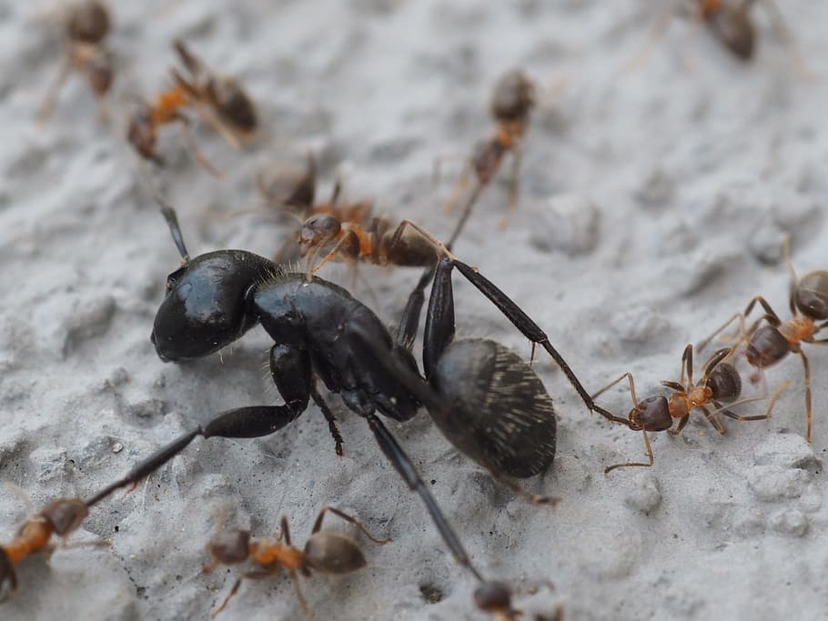 ants, red, black, nature, animal, animal themes, insect, invertebrate HD wallpaper