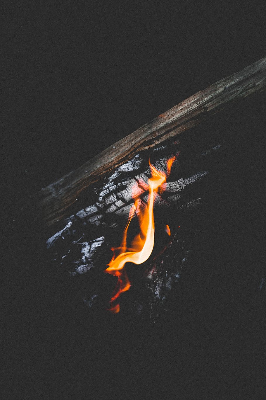 black charcoal, fire, flame, wood, burning, campfire, animal themes HD wallpaper