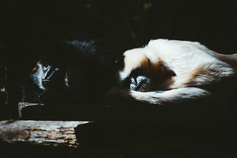 two white and black monkey sleeping, untitled, gibbon, cuddle, HD wallpaper