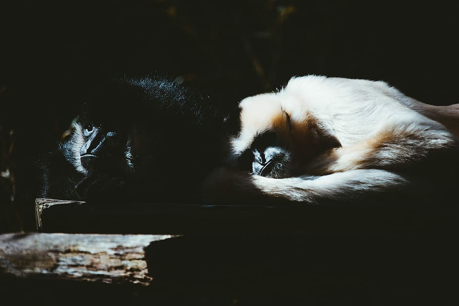 two white and black monkey sleeping, untitled, gibbon, cuddle HD wallpaper