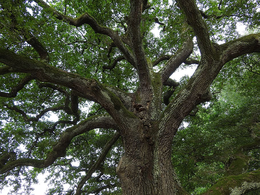 brown and green tree at daytime, Oak, Old, Aesthetic, old oak HD wallpaper