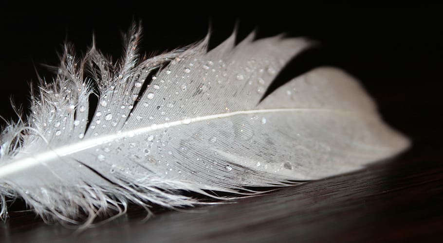 shallow photography of white feather, feather fluff, fluffy HD wallpaper