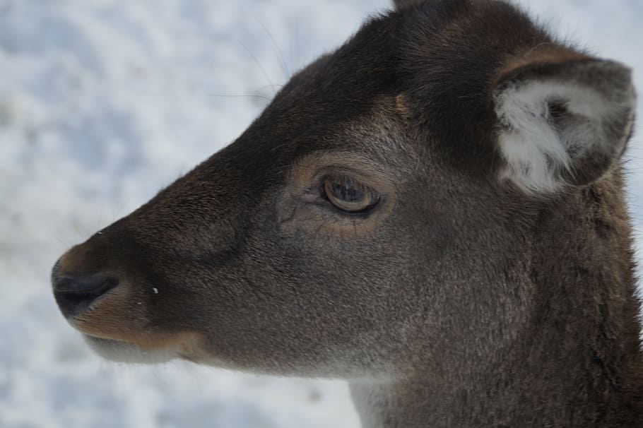 roe deer, fallow deer, wild, winter, snow, winter fur, wintry HD wallpaper