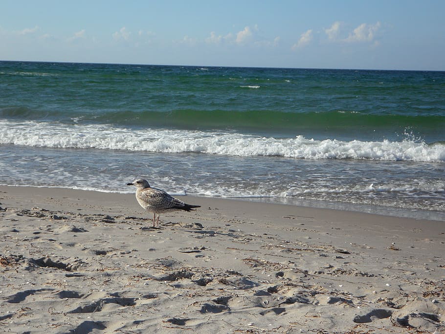 beach, wave, seagull, holiday, water, sand, baltic sea, ocean HD wallpaper