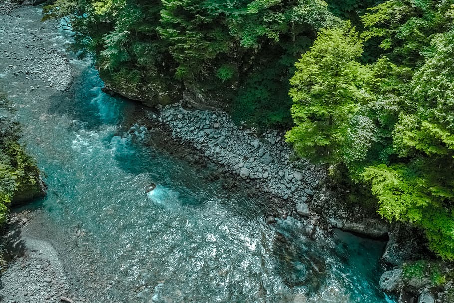 aerial photo of river, trees, beside, body, water, nature, forests HD wallpaper