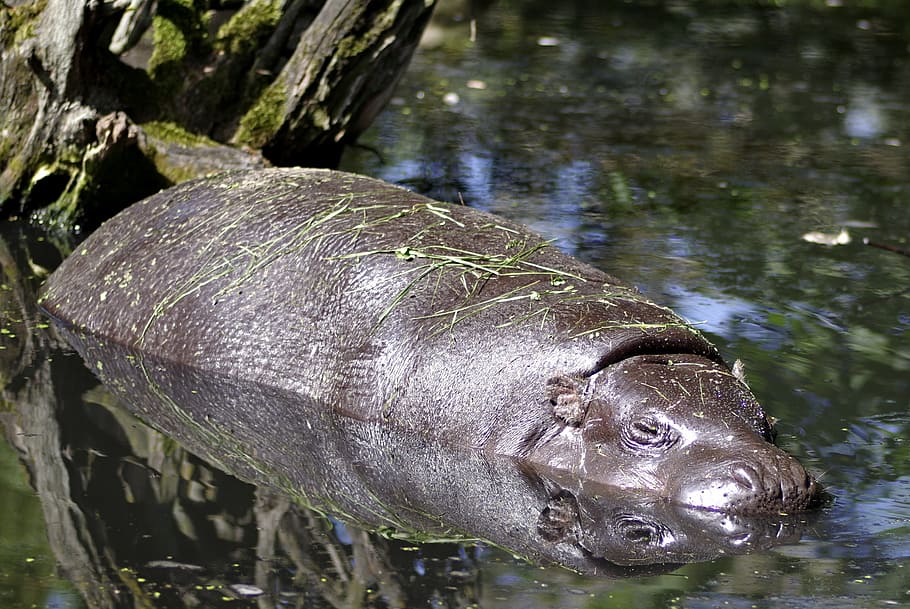 hippo, miniature, small, swim, water, rest, animal, mammal HD wallpaper