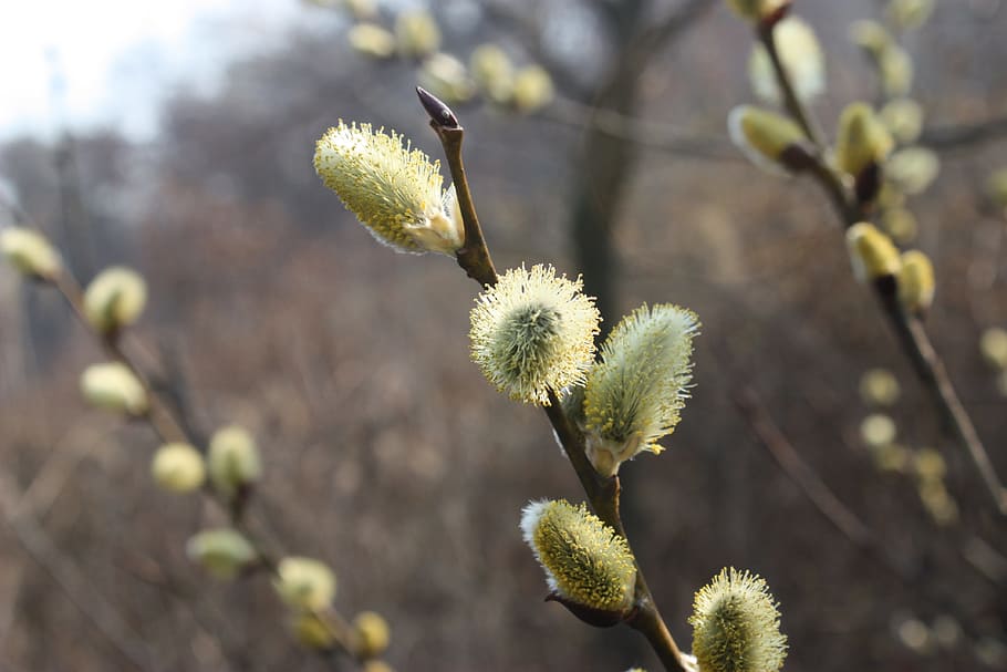 Pussywillow 1080P, 2K, 4K, 5K HD wallpapers free download | Wallpaper Flare