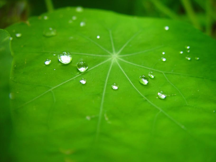 Raindrops, Leaf, Nasturtium, Plant, green, texture, macro, dew HD wallpaper