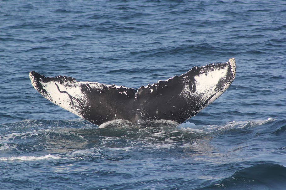 HD wallpaper: whale tail, fluke shot, whale fluke, whale tail 5 6 ...