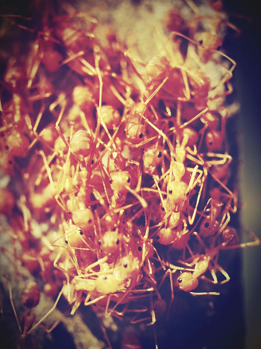 Red, Ant, Closeup, Tree, Photo, Bark, green, view, horizontal HD wallpaper