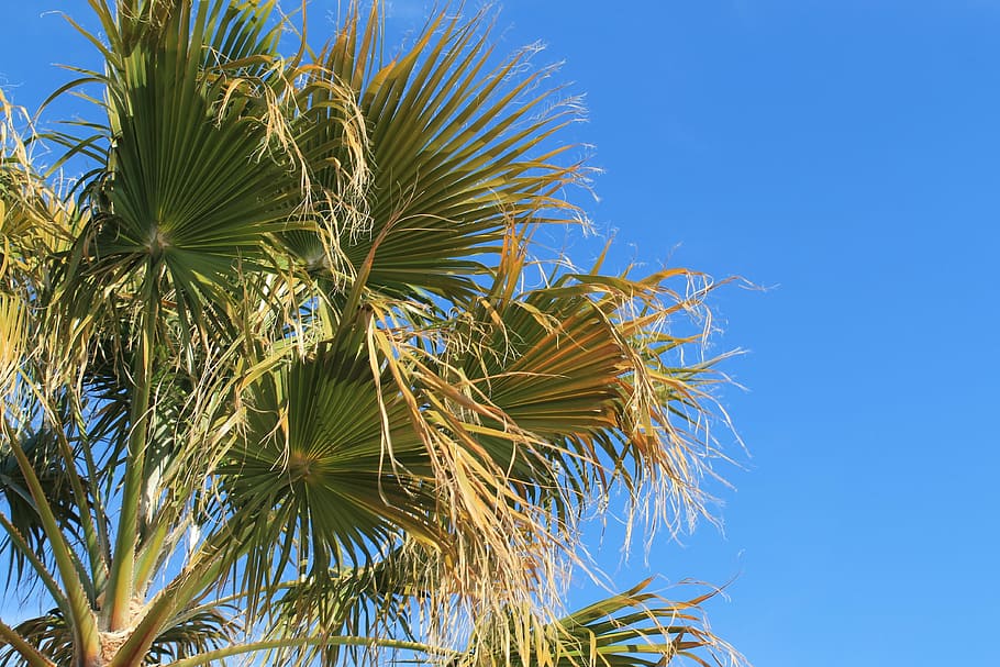 palm springs, palm tree, desert, sky, tropical, blue, tourism, HD wallpaper