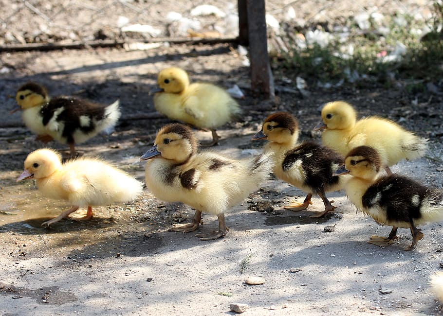 duckling, fluffy, cute, birds, small, yellow, animal themes HD wallpaper