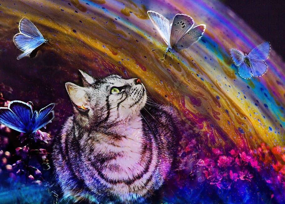 HD rainbow butterfly wallpapers  Peakpx